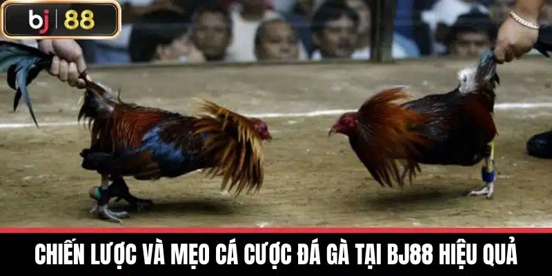 Chiến lược và mẹo cá cược đá gà tại BJ88 hiệu quả