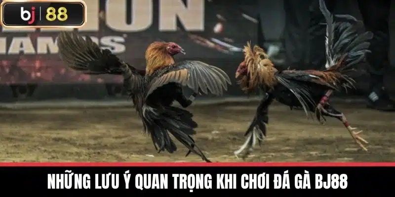 Những lưu ý quan trọng khi chơi đá gà BJ88