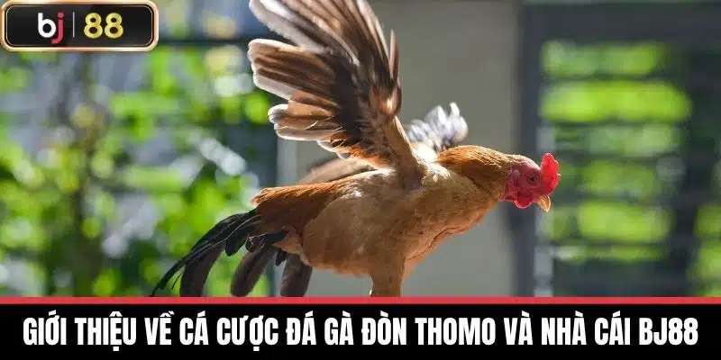 Đá Gà Đòn Thomo - Lựa Chọn Và Chăm Sóc Gà Hiệu Quả Nhất 2 Giới thiệu về cá cược Đá gà đòn thomo và nhà cái BJ88