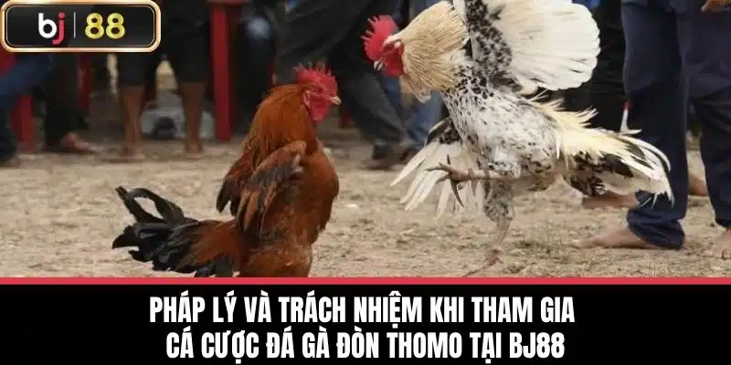 Đá Gà Đòn Thomo - Lựa Chọn Và Chăm Sóc Gà Hiệu Quả Nhất 4 Pháp lý và trách nhiệm khi tham gia cá cược Đá gà đòn thomo tại BJ88