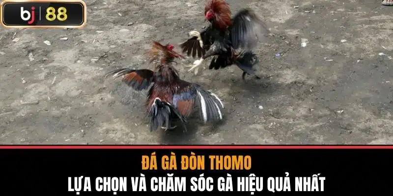 Đá Gà Đòn Thomo - Lựa Chọn Và Chăm Sóc Gà Hiệu Quả Nhất 1 Đá Gà Đòn Thomo - Lựa Chọn Và Chăm Sóc Gà Hiệu Quả Nhất